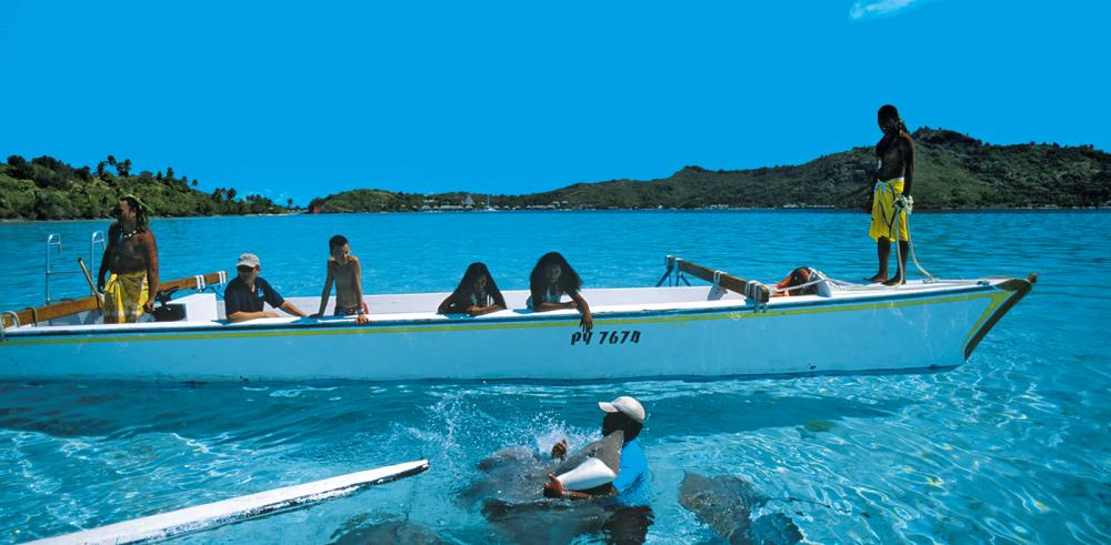 Raies et requins du lagon Raies et requins du lagon