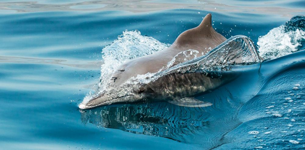 Croisière dauphins Croisière dauphins