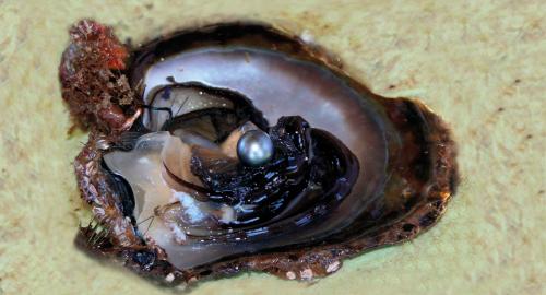 Découverte de Taha'a