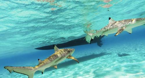 Tahiti et ses îles : La plongée