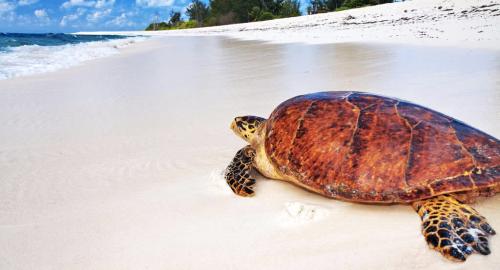 Bird Island Lodge : Activités / Loisirs