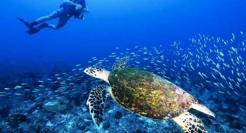 North Island : Activités / Loisirs